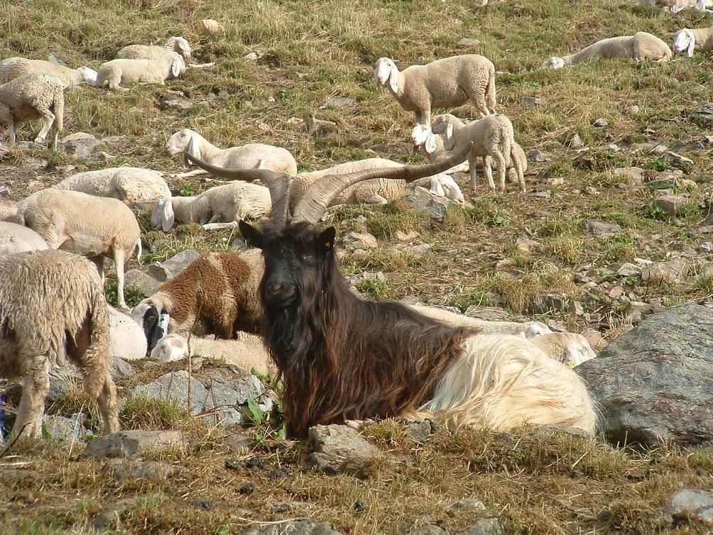 Tra un cervo e uno stambecco: pecore, capre e caproni.